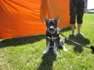 Karina's scorehund....